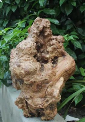 崖柏真的很“毒”嗎？