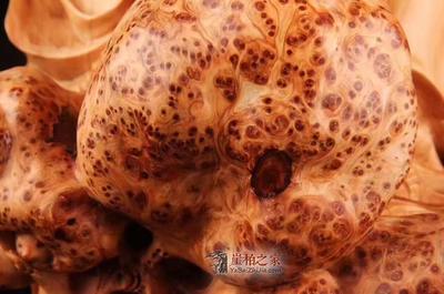 太行崖柏千年陳化瘤疤料擺件《萬壽無疆》 自然與工藝的完美融合