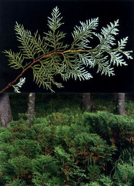 朝鮮崖柏仁 珍貴植物的生態(tài)價值與保護(hù)挑戰(zhàn)
