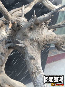 崖柏毛料 雙龍騰云的珍貴藝術(shù)