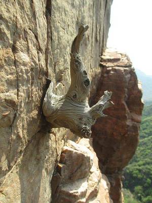 細(xì)說崖柏的品質(zhì)與真假鑒別,看完你就懂