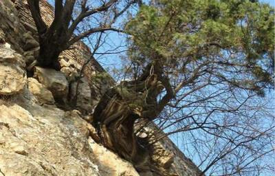 史上最堅(jiān)強(qiáng)的植物,沒有之一,懸崖上的崖柏!