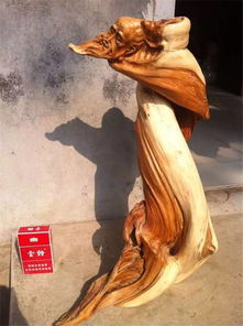 100種精品太行崖柏，震撼你的眼球